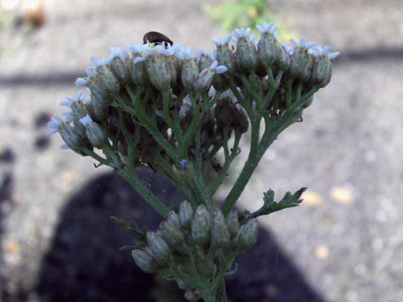 Achillea ligustica